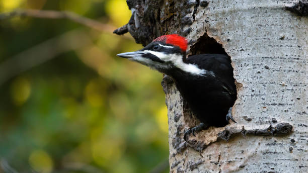 samica dzięcioła palowego gniazdo ptaka w drzewie fotografia dzikiej przyrody - pileated woodpecker animal beak bird zdjęcia i obrazy z banku zdjęć