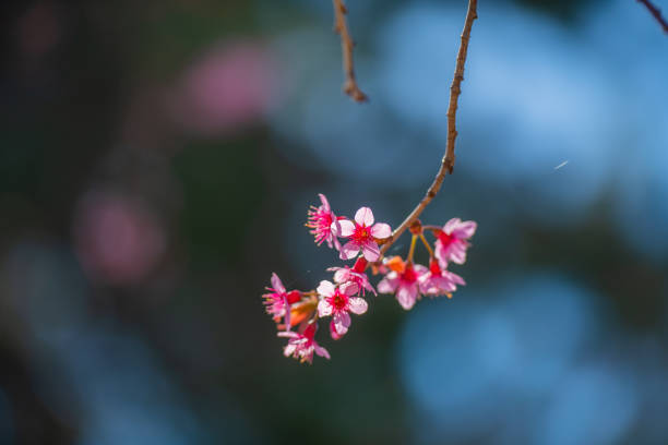 Cherry blossom at Phitsanulok province, Thailand.