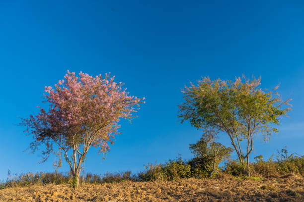 Cherry blossom at Phitsanulok province, Thailand.