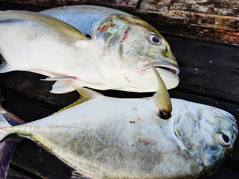 Kuwe gerong or belitong is a common catch fish in the tropical Indo-Pacific region. In English it is known as giant trevally or GT. This fish is easily recognized by its large looking forehead with a silvery body color with a yellow tint.