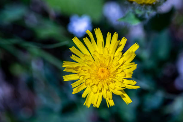 flowers captured in Bohinj valley Slovenia