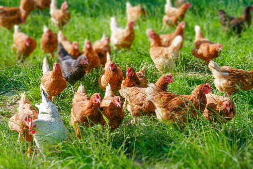 A large flock of free-range chickens
