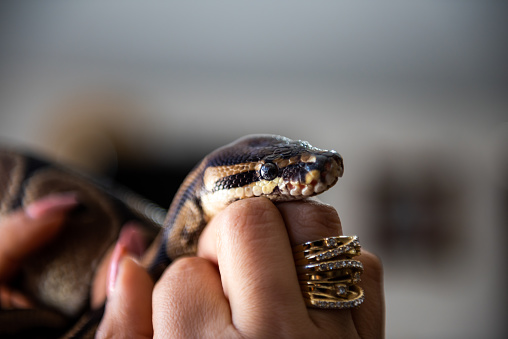 On human hand the python snake head