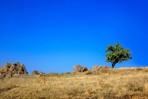 One tree on countryside landscape