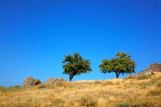 Tuscany rural landscape  with Cypress trees and yellow fields