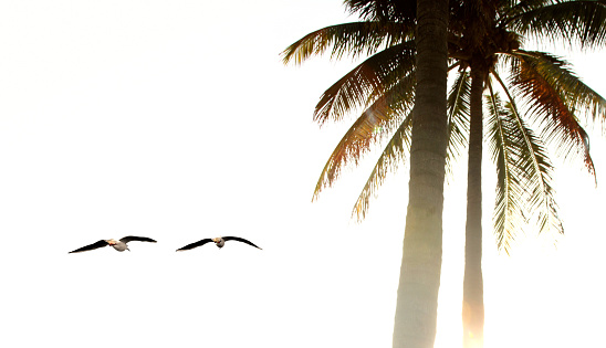 Flying seagulls and palm trees during sunrise in Florida