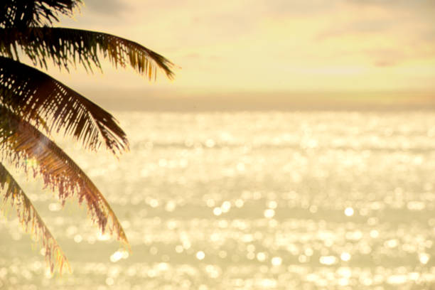 Palm tree leaves and shiny seascape during sunset stock photo