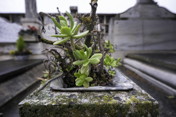 roses sèches dans le cimetière - new life death cemetery flower photos et images de collection