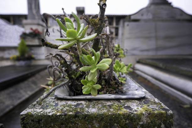 rose secche nel cimitero - new life death cemetery flower foto e immagini stock
