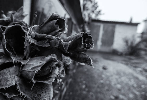 roses sèches dans le cimetière - new life death cemetery flower photos et images de collection