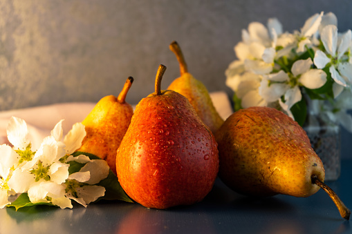 Red juicy ripe pears and white flowers on a branch on a blue table. Vegetarian food. Beautiful still life.