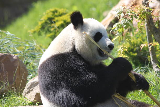 istock The meal of a panda 1463326171