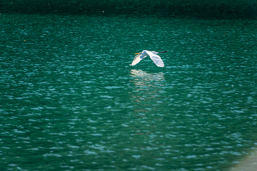 An egret flies over the lake. Meihua Lake, New Taipei. Taiwan