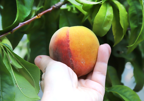 Large wonderful peach in a hand, close-up, focus on the fruit, natural fruit against green garden background