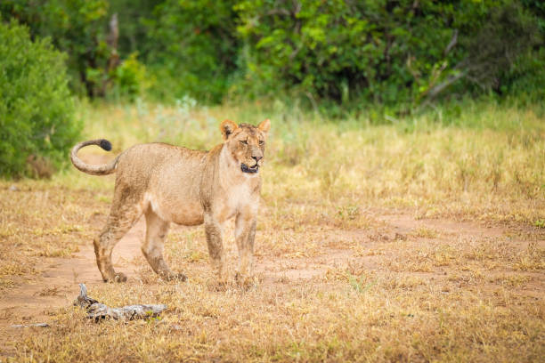 istock Lion Cub on the road in Botswana 1463328277