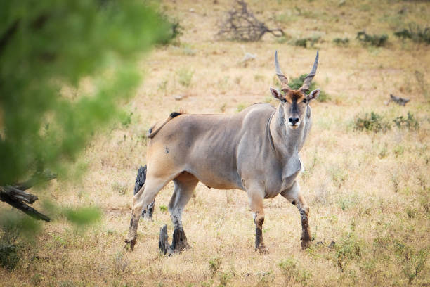 eland macho en botswana - eland fotografías e imágenes de stock