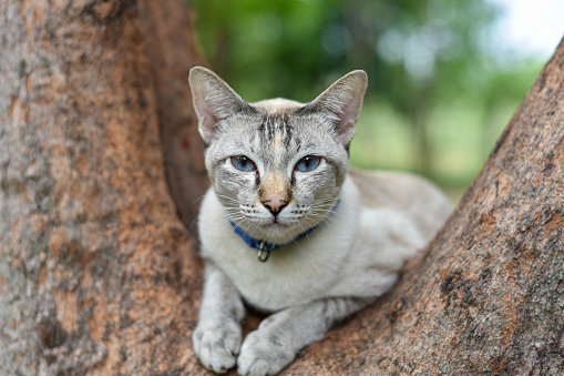 Cat relaxing on branch of tree, White stray cat in public park.