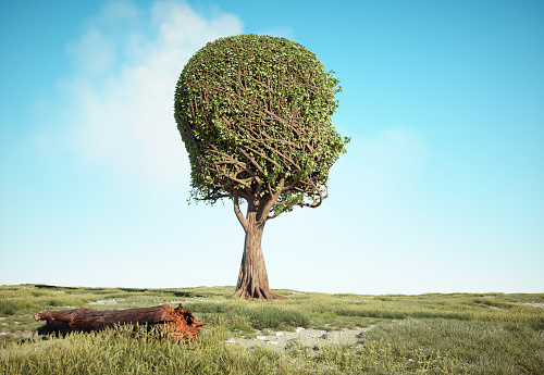 Colorful tree shaped as a human head. Self development and growth concept. This is a 3d render illustration.