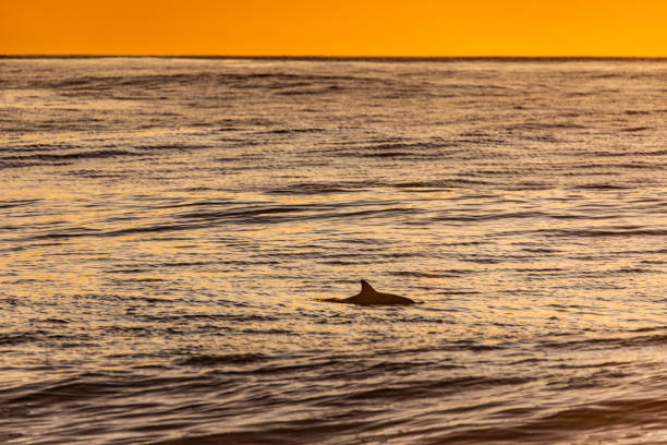 Dolphin fin on ocean surface in early morning golden light and dramatic sky at sunrise. Shot on the South Coast of NSW, Australia.