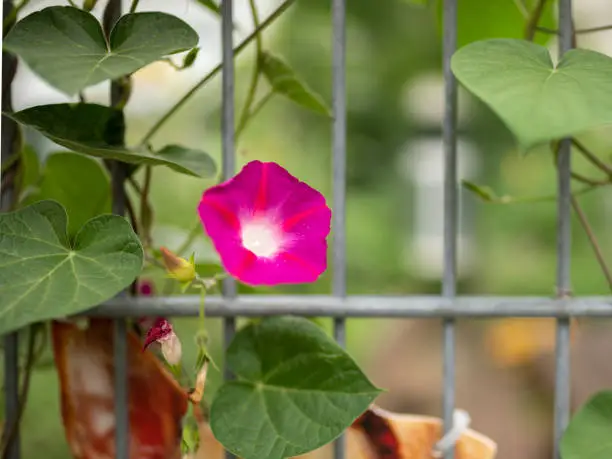 Photo of pink ipomoea flower plant growing on a metal fence in vienna
