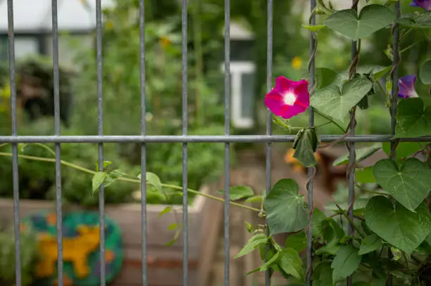 pink ipomoea flower plant growing on a thin metal fence in the city of Vienna, Austria, urban gardening
