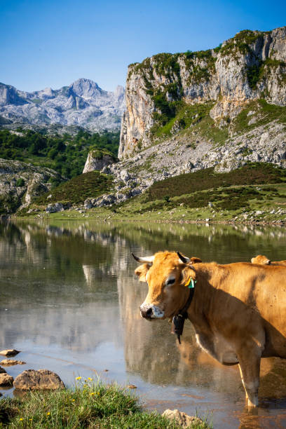 mucche intorno al lago ercina a picos de europa, asturie, spagna - covadonga foto e immagini stock