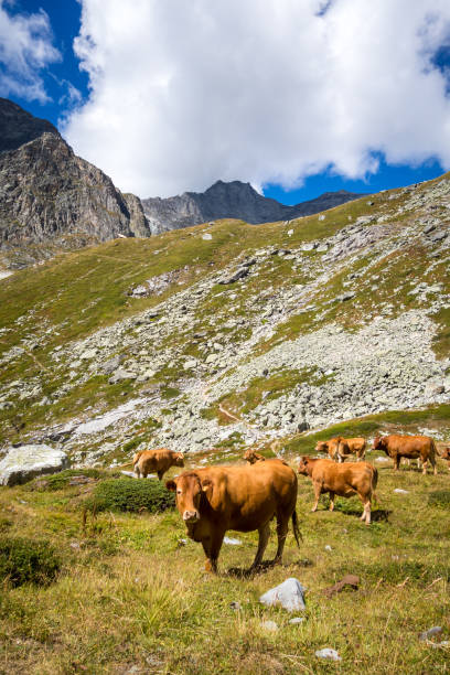 istock Cows in alpine pasture, Pralognan la Vanoise, French Alps 1463342425