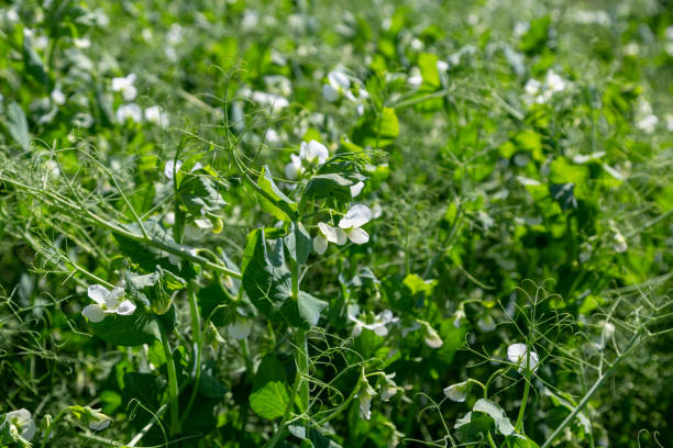 pea plants during flowering with white petals, an agricultural field where green peas grow stock photo