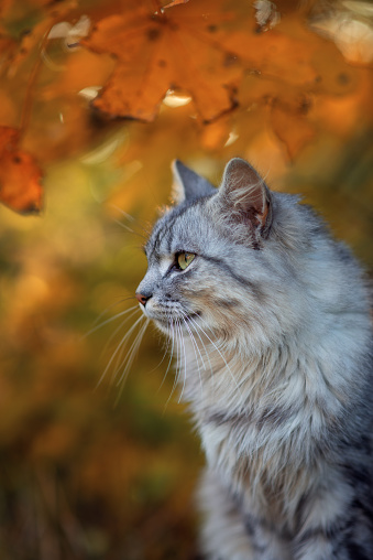 Photo of a gray fluffy cat in yellow foliage.