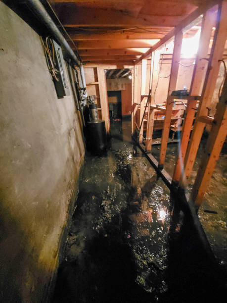 istock Cat 3 water loss in a basement 1463345693