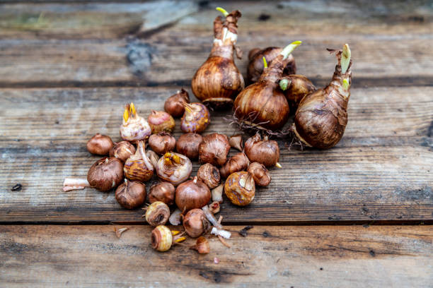 Shorna Bulb Packet 7,500+ Bulbs And Corms Stock Photos, Pictures & Royalty-Free Images ...