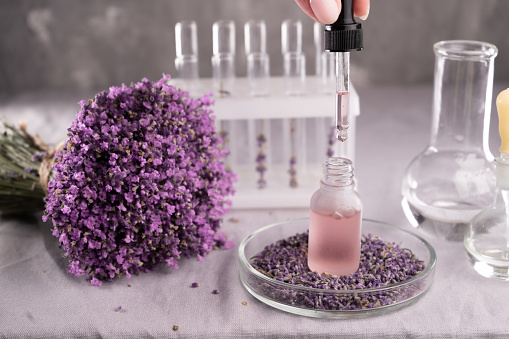 Lavender Lab Lavender Flowers In Laboratory For Analytic Stock Photo - Download ...