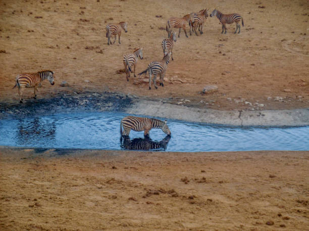 istock Herd of Zebra at the water hole 1463347726