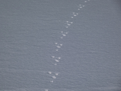 Several paths in snow with footprints of paws of the European hare or brown hare (Lepus europaeus) on snow covered surface of a pond in winter