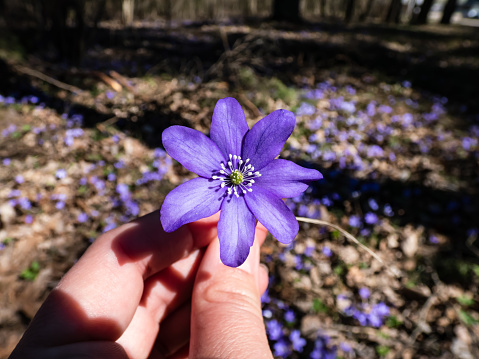 Macro shot of the Common hepatica (Anemone hepatica or Hepatica nobilis) flower in a hand of a woman in bright sunlight with purple flowers in background in the forest