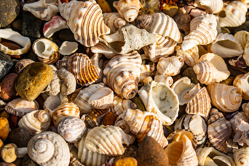 Full frame of sea shells on the sea shore