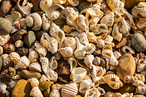 Full frame of sea shells on the sea shore