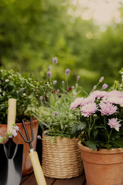 istock Different potted blooming flowers and herbs, gardening equipment and tools 1463348182