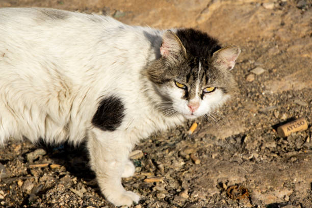 istock Portrait of a sick stray cat looking at the camera 1463348224