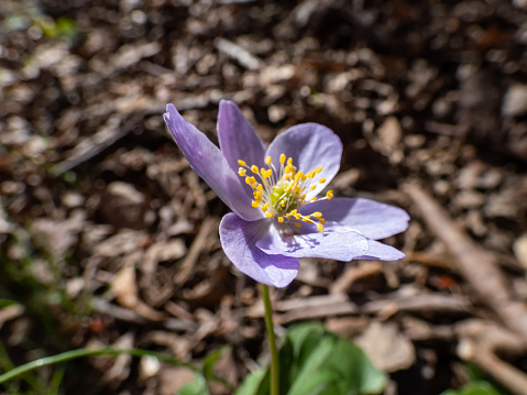 Close-up shot of the Wood anemone (Anemone nemorosa) with purple or purple-streaked petals flowering in bright sunlight. Spring floral scenery