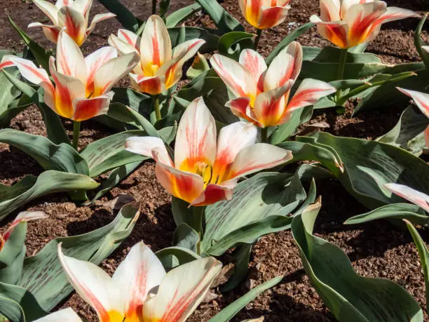 Close-up of vivid tulip Quebec. Bloom is creamy-white with a pastel rosy-red marking on the petals and a canary-yellow base in bright sunlight in spring