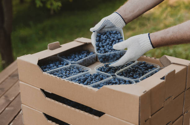 istock Hands holding container with blueberry over cardboard box with blueberry 1463349240