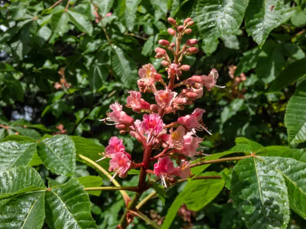 Photo of Red horse-chestnut (Aesculus x carnea) blooming with red, showy flowers borne in plumes on branch ends in springtime