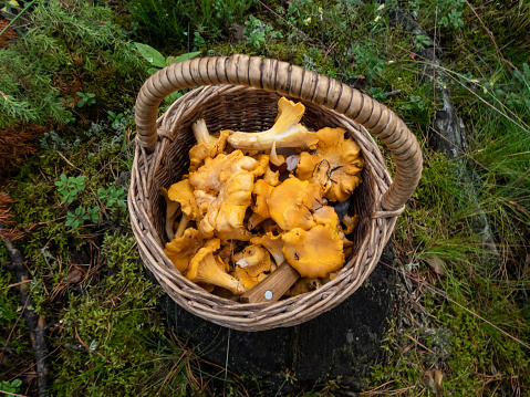 Wooden basket full with mushrooms, mainly Chanterelle on the forest ground among forest vegetation. Mushroom picking tradition. Outdoor nature scenery