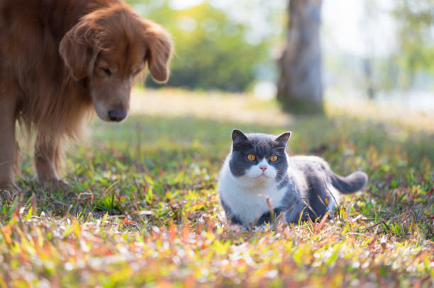 istock Golden Retriever is accompanied by British Shorthair cat 1463350419