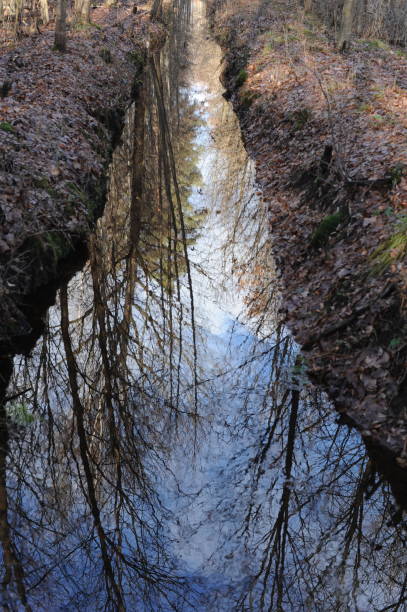 istock A small brook or stream or creek in a forest with trees reflecting in the water 1463353171
