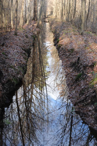 istock A small brook or stream or creek in a forest with trees reflecting in the water 1463353204