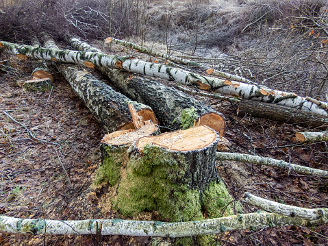 Cut down old tree log with green moss laying on the ground. Deforestation concept. Winter day