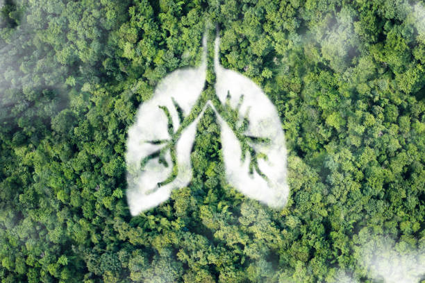 istock A conceptual image showing a lung-Cloud in a lush and pristine jungle. 1463354518