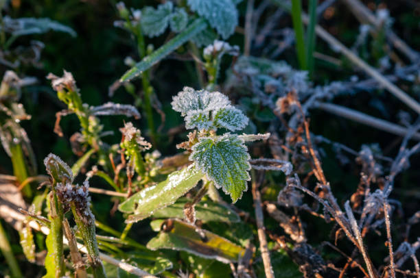 istock green leaves and grass are covered with frost 1463354526